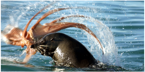 New Zealand fur seals - Pohatu penguins-933
